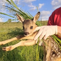 Wenn das Rehkitz gefunden ist, wird es vorsichtig – mit speziellen Handschuhen, die keinen<br>Geruch durchlassen, und Grasbüscheln – in einem Karton in Sicherheit gebracht. (Foto: Jägerverein Uffenheim)