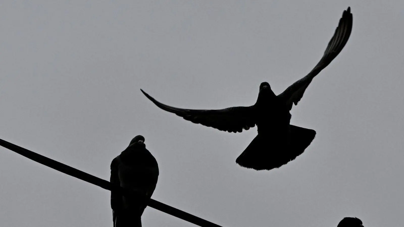 Eine Taube startet von einem Kabel über der Straße in den grauen Himmel. (Foto: Federico Gambarini/dpa)