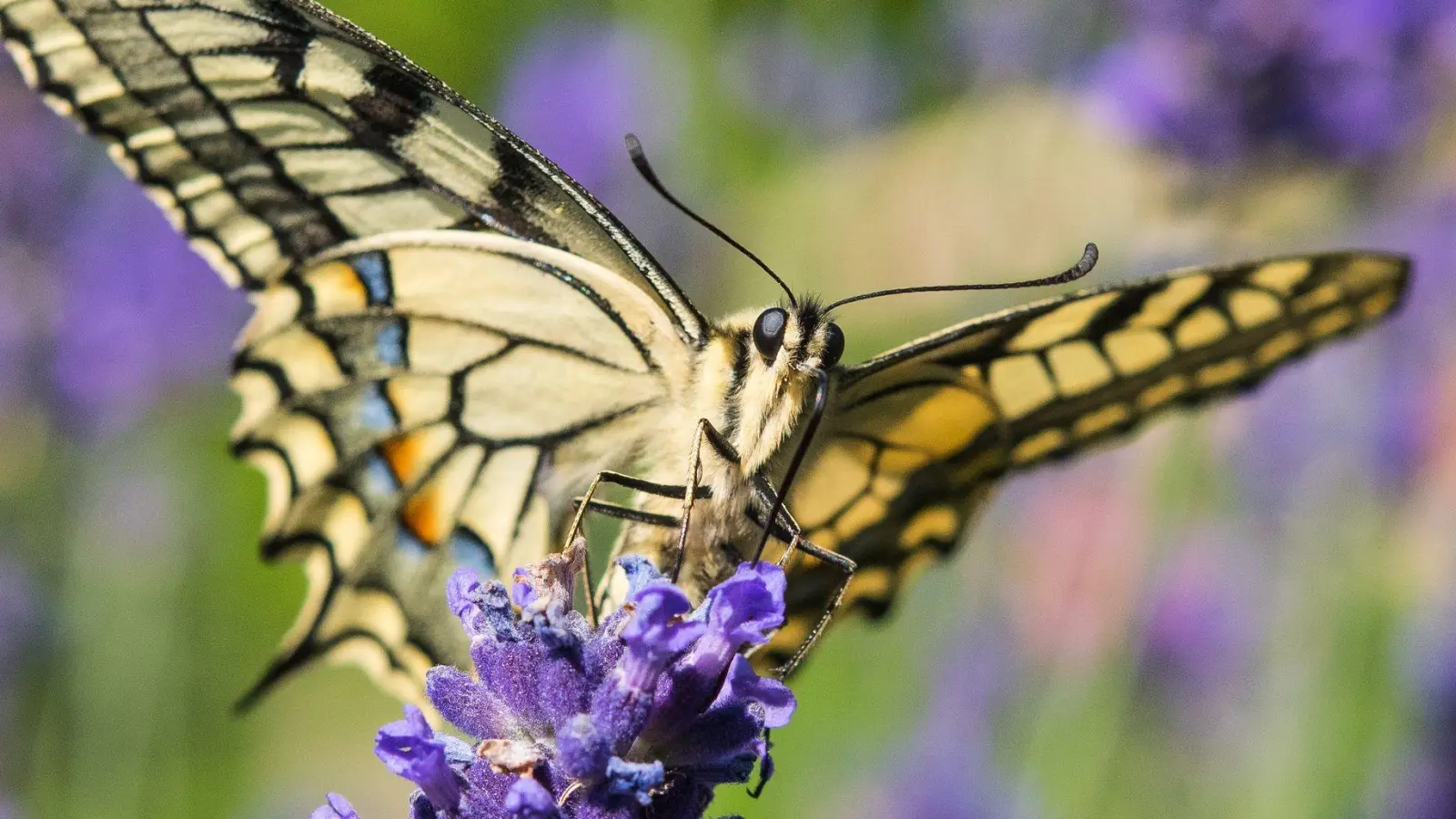 Der Schwalbenschwanz ist derzeit gut zu beobachten. (Archivbild) (Foto: Patrick Pleul/dpa)