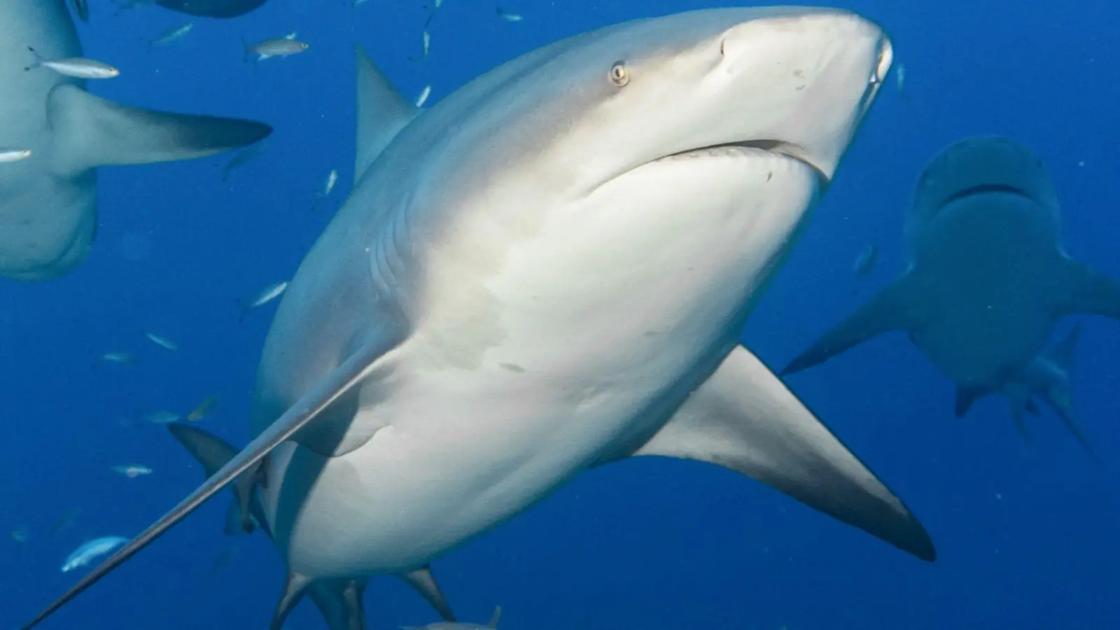 Bullenhaie gelten als extrem aggressiv. (Archivbild) (Foto: Duncan Heuer/Aussie Bubbles/dpa)