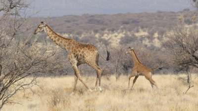 In Namibia ist dises Giraffenbaby (r) ohne Flecken in freier Wildbahn gesichtet worden. (Foto: -/Eckart Demasius & Giraffe Conservation Foundation (GCF)/dpa)