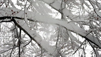 Die schwere Schneelast auf vielen Bäumen ist gefährlich. (Symbolbild) (Foto: Karl-Josef Hildenbrand/dpa)