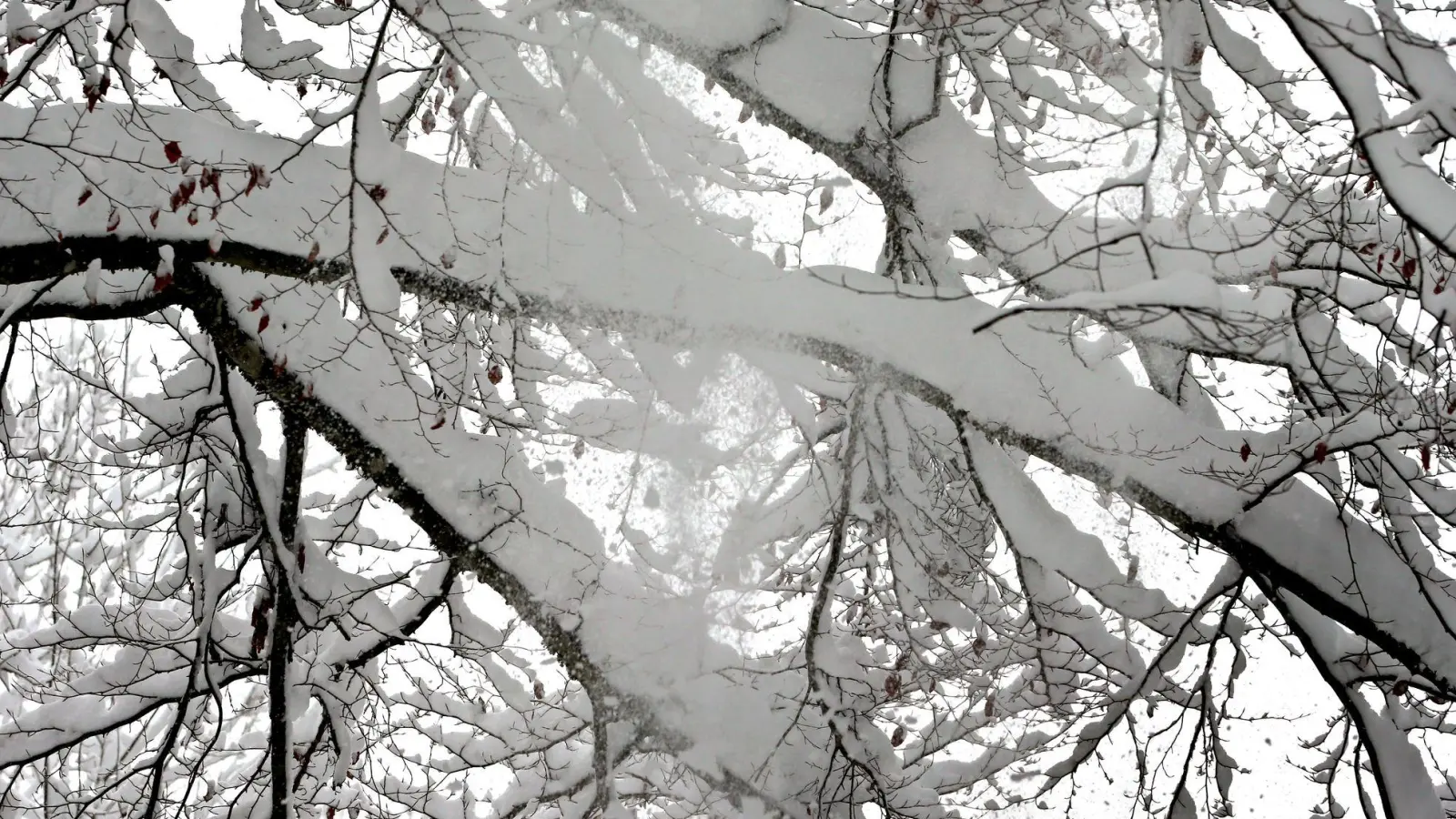 Die schwere Schneelast auf vielen Bäumen ist gefährlich. (Symbolbild) (Foto: Karl-Josef Hildenbrand/dpa)