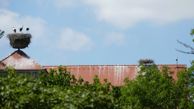 Zwei Nester, eine Kamera: Die drei Störche links sind auf dem Kulturhaus mit der Stadtbibliothek daheim. Im Hintergrund ist das Dach des Museums mit einem zweiten Nest zu erkennen. Rechts davon ist die schwenkbare Kamera angebracht.<br> (Foto: Gerhard Schöller )