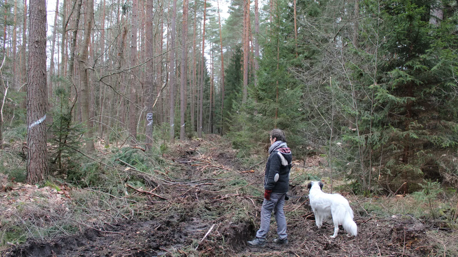 Breite Schneisen und tiefe Reifenabdrücke: Der Anblick, der sich Britta Mayer nach der Holzernte mit dem Harvester im Wald unweit ihres Wohnhauses bietet, tut ihr im Herzen weh. (Foto: Kristina Schmidl)