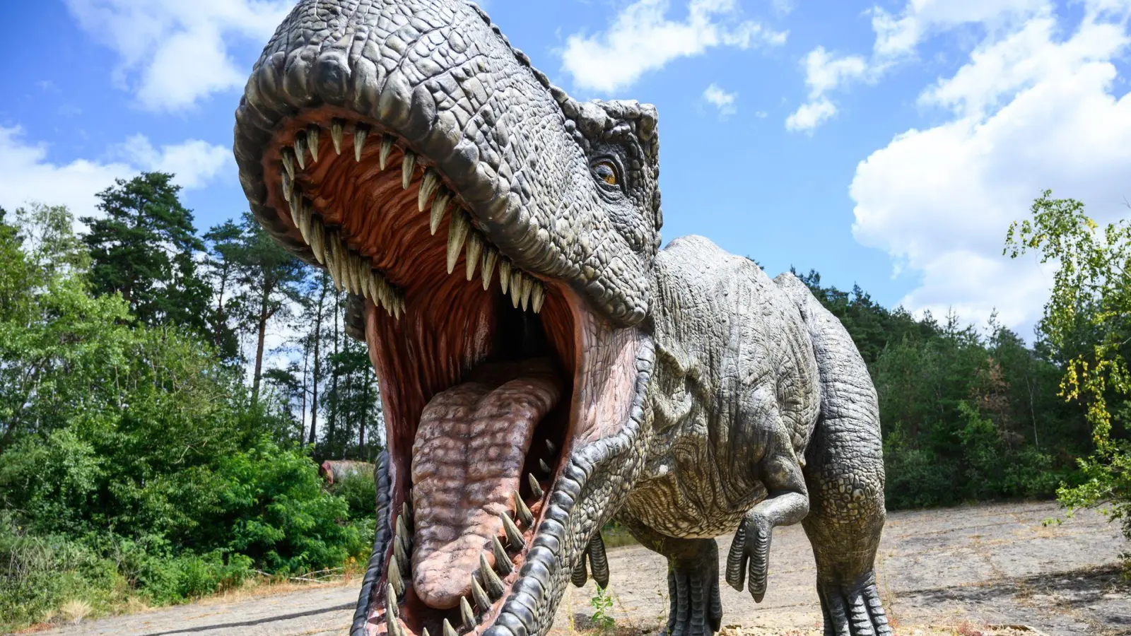 Ein Modell eines Tyrannosaurus-rex-Raubsauriers steht im Dinopark Münchehagen.  (zu dpa: «Auch ein Top-Räuber fängt klein an: T. rex war Spätzünder») (Foto: Christophe Gateau)