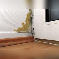 Schimmel in der Wohnung? Wer daran schuld ist, das lässt sich oft nur durch Experten klären. (Foto: Daniel Reinhardt/dpa)
