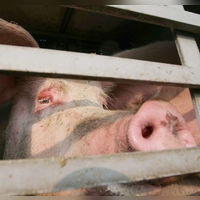 Insgesamt 139 Schweine befanden sich im Lkw.  (Foto: Peter Steffen/dpa)