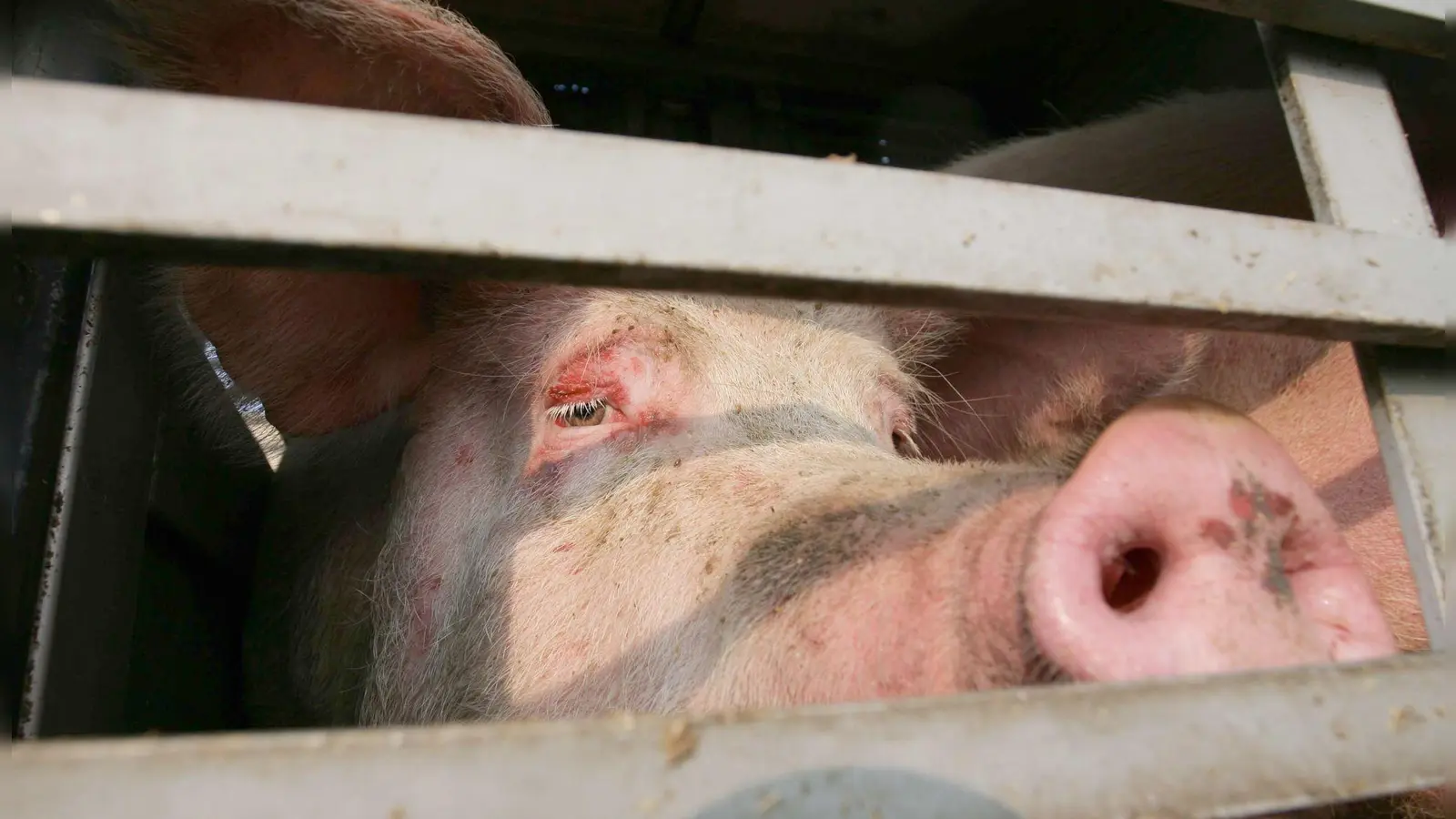 Insgesamt 139 Schweine befanden sich im Lkw.  (Foto: Peter Steffen/dpa)