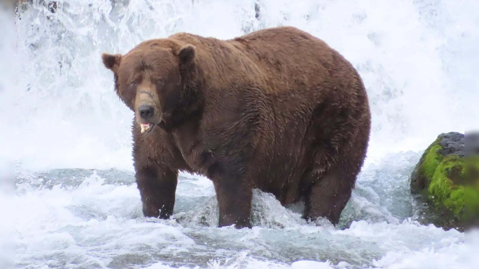 Wird er das Rennen machen?: Braunbär 32 mit Namen Chunk wiegt über 500 Kilogramm und hat eine auffällige Narbe auf der Schnauze.  (Foto: T. Carmack/Katmai-Nationalpark/dpa)