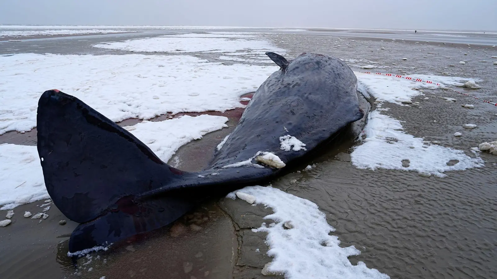 In Dänemark sind mehrere Wale gestrandet.  (Foto: Mads Claus Rasmussen/Ritzau Scanpix/AP/dpa)