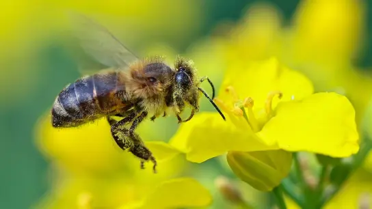 Sommerliche Temperaturen können für Bienen gefährlich werden. Garten- oder Balkonbesitzer sollten eine flache Wasserschale aufstellen. (Foto: Patrick Pleul/dpa)