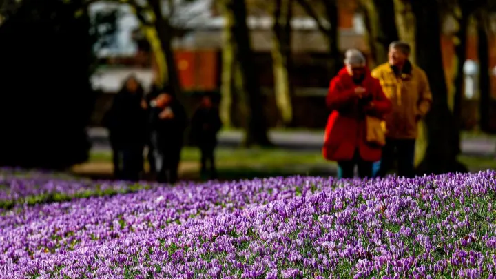 Die Sonne scheint auf die blühenden Krokusse im Husumer Schlosspark. Circa vier Millionen tauchen den Park jedes Frühjahr in ein lilafarbenes Kleid. (Foto: Axel Heimken/dpa)
