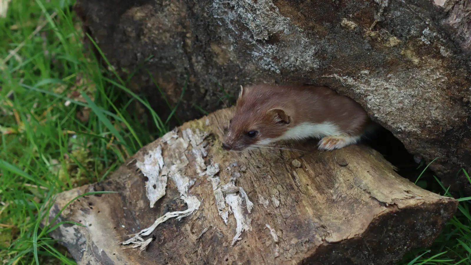 Wer wird Tier des Jahres 2026? Das kleine Hermelin?  (Foto: Philipp Brandstädter/-/dpa)
