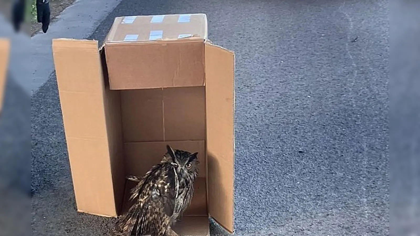 Eine Streife der Autobahnpolizei Darmstadt rettete den verletzten Vogel. (Foto Handout) (Foto: ---/Polizeipräsidium Südhessen/dpa)