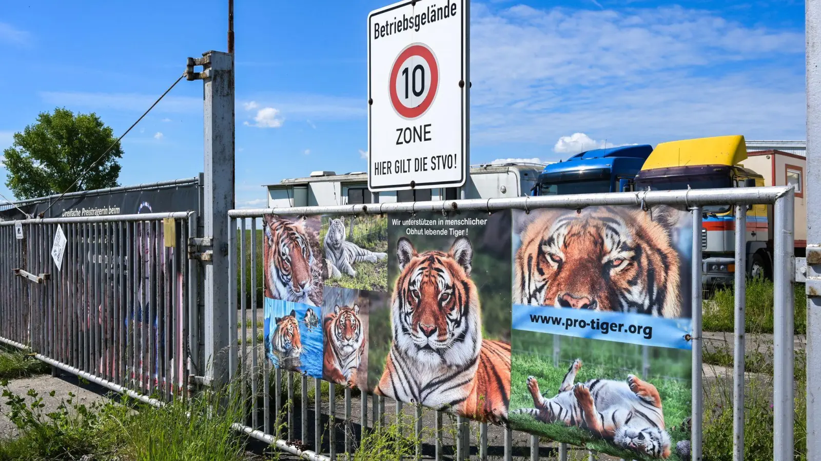 Pfleger nach Tigerangriff nahe Leipzig gestorben. (Archivbild) (Foto: Heiko Rebsch/dpa)