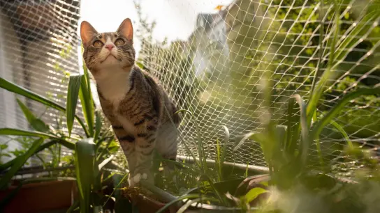 Katze Cookie sitzt auf dem Geländer eines Balkons, der mit einem Katzennetz gesichert ist. Schwarze Netze fallen allerdings weniger auf als weiße oder transparente. (Foto: Franziska Gabbert/dpa-tmn)