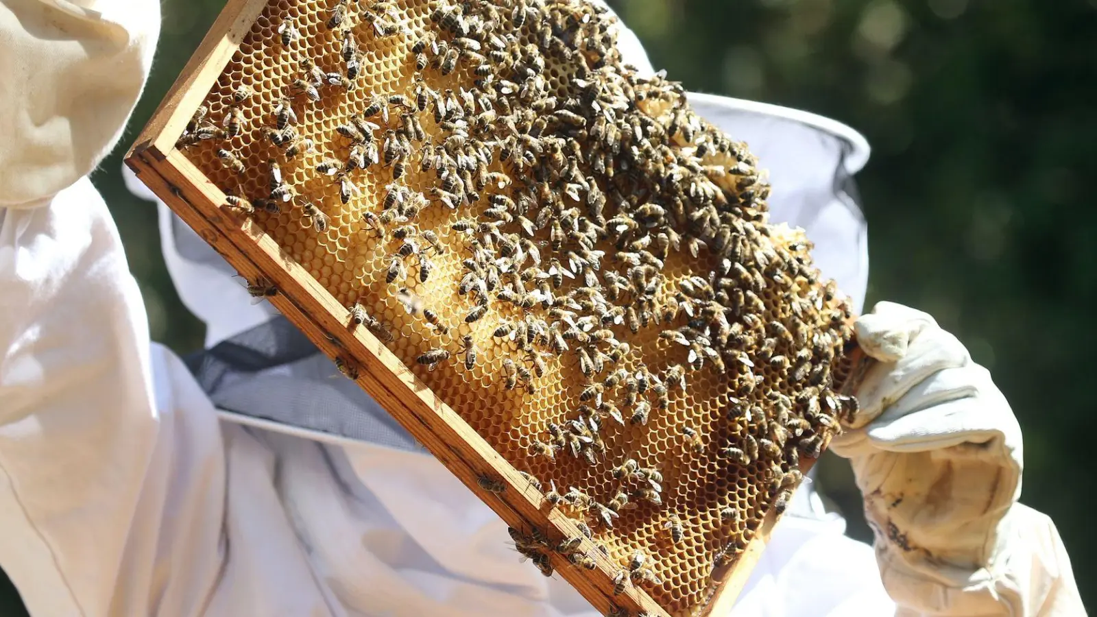 Sobald die Bienen im Frühjahr ausschwärmen, müssen die Imker ihre Völker durchsehen, ob sie den Winter überstanden haben und Brut in den Waben vorhanden ist. (Foto: Wolfgang Kumm/dpa/dpa-tmn)