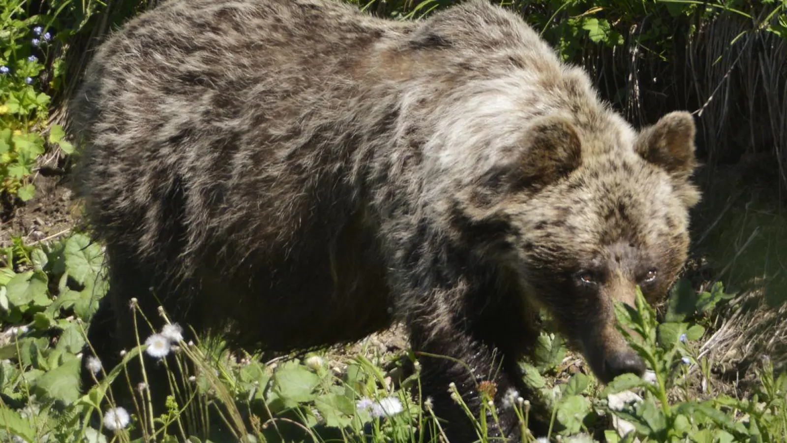 In den slowakischen Wäldern leben nach WWF-Angaben rund 1200 Braunbären. (Foto: Milan Kapusta/tasr/dpa)