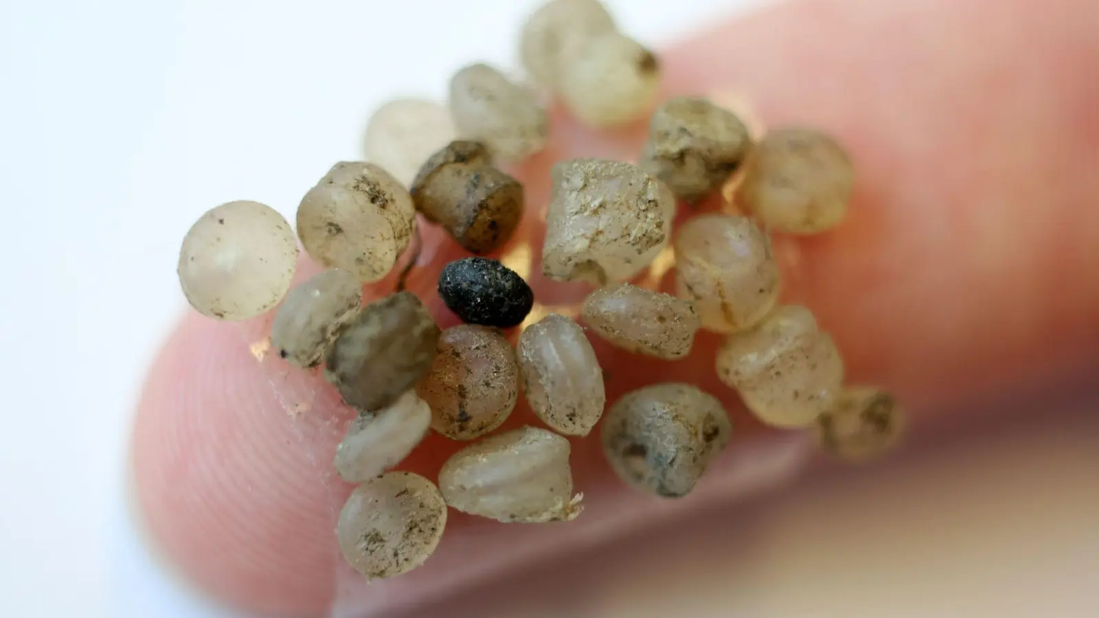 Mikroplastik-Teilchen kleben an einem Klebestreifen an einem Finger. (Foto: Bernd Wüstneck/zb/dpa)