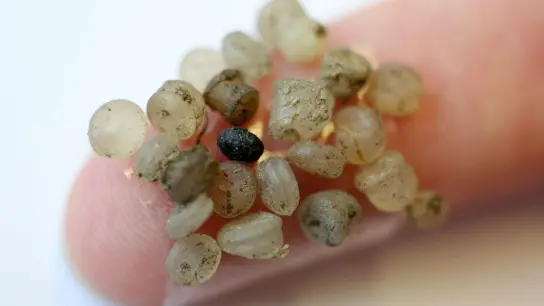 Mikroplastik-Teilchen kleben an einem Klebestreifen an einem Finger. (Foto: Bernd Wüstneck/zb/dpa)