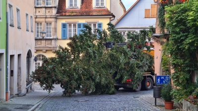 Der Baum an der Ecke Wenggasse und Untere Schmiedgasse auf dem Weg zum Marktplatz. (Foto: Margit Schwandt)