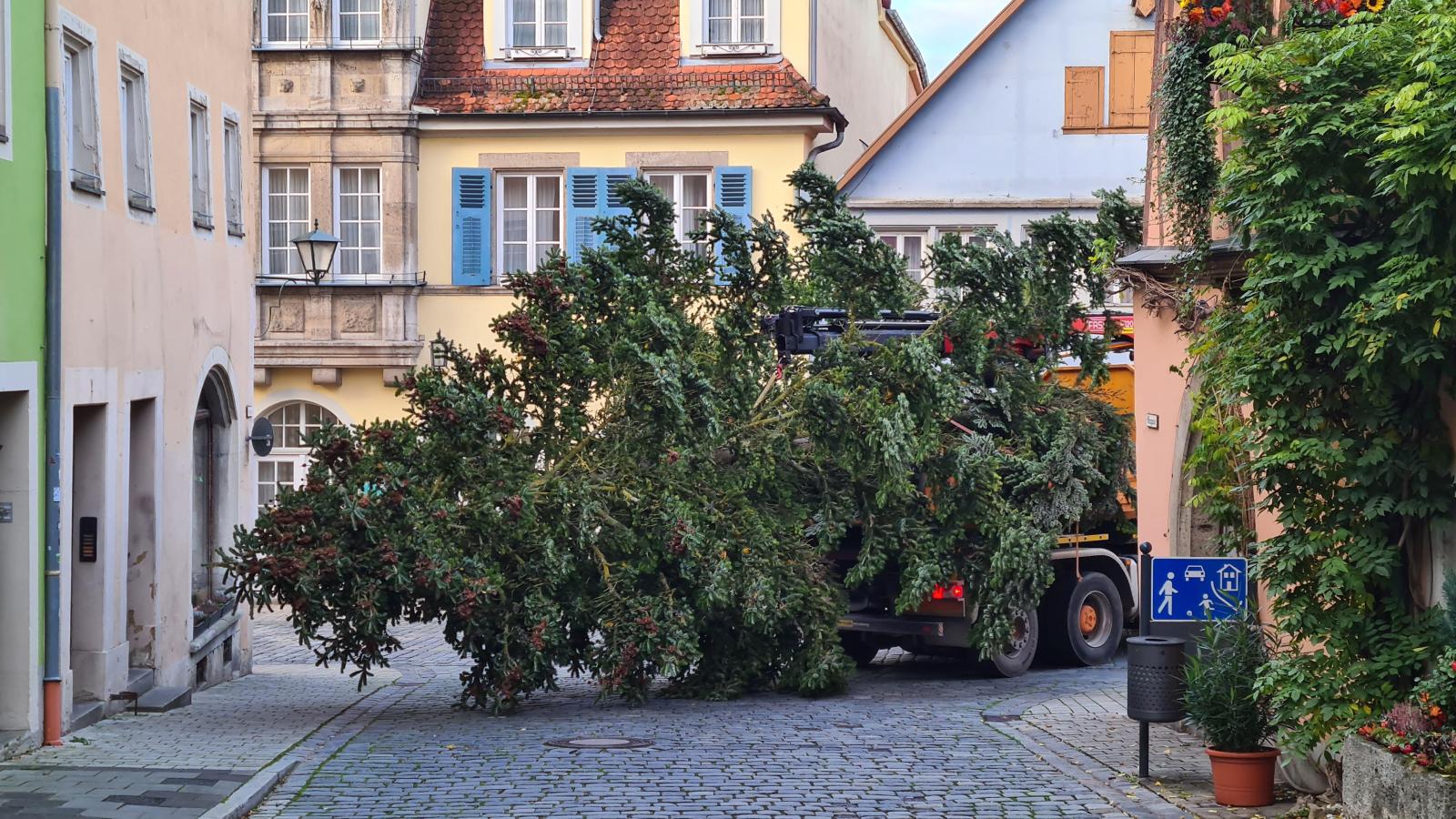 ein-baum-und-seine-reise-in-das-herz-der-altstadt-von-rothenburg-flz-de