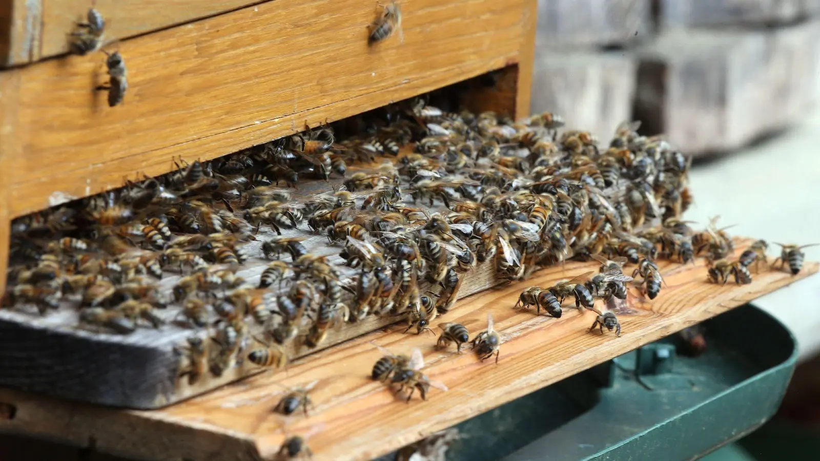 Unzählige Honigbienen haben sich vor dem Flugloch einer Beute gesammelt. (Foto: Wolfgang Kumm/dpa/Symbolbild)
