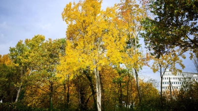 Die Zitterpappel (Populus tremula) - auch Espe oder Aspe genannt -  ist Baum des Jahres 2026.  (Foto: Julian Stratenschulte/dpa)