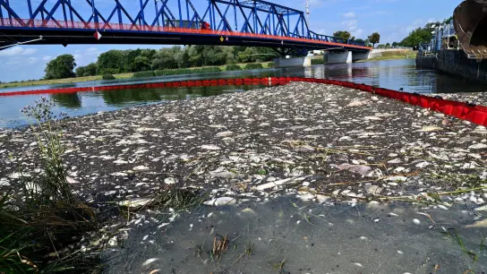 Tote Fische schwimmen an der Wasseroberfläche des deutsch-polnischen Grenzflusses Oder. (Foto: Marcin Bielecki/PAP/dpa)