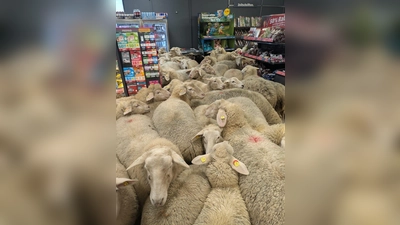 Rund 50 Schafe statteten einem Supermarkt einen Besuch ab - der macht daraus Werbung. (Handout) (Foto: -/REWE Group/dpa)