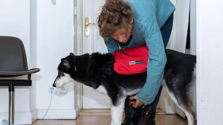 Hunde sollten auf Gassirunden langsam ans Tragen der Packtasche gewöhnt werden. (Foto: Florian Schuh/dpa-tmn)