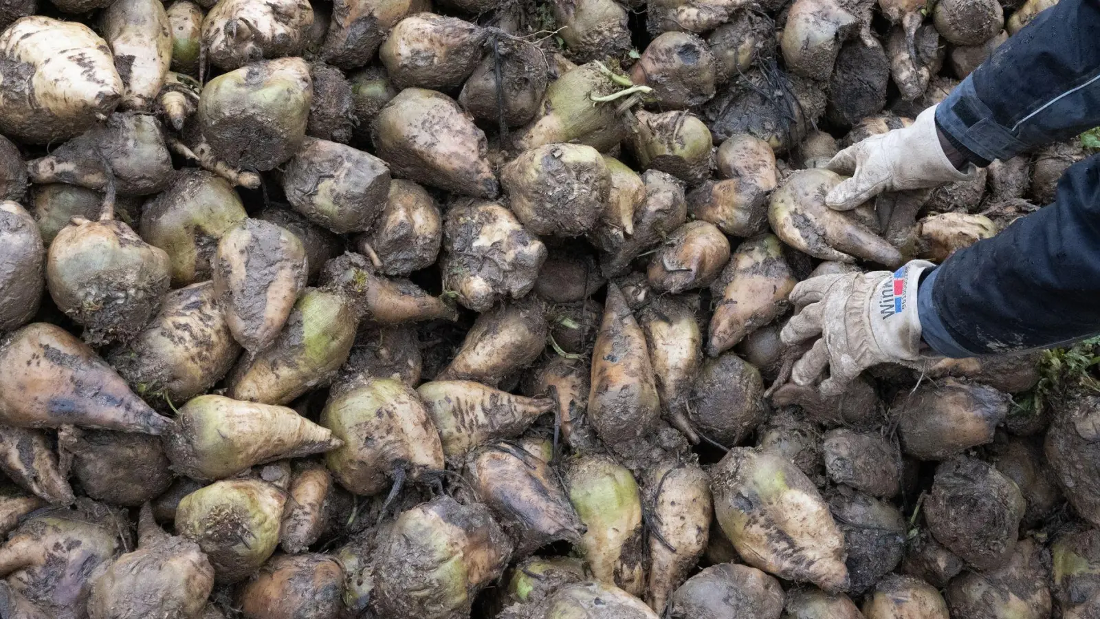 In Bayern sind die Zuckerrübenfelder für diese Saison vielerorts bereits abgeerntet. (Archivbild) (Foto: Marijan Murat/dpa)