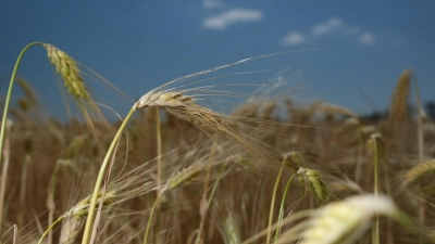 Die Getreideernte könnte in Deutschland in diesem Jahr schlechter ausfallen. (Foto: Sebastian Willnow/dpa)