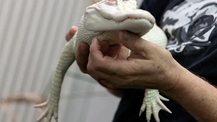 Ein Albino-Alligator liegt in der Reptilien-Auffangstation in den Händen des Stations-Leiters. (Foto: Daniel Karmann/dpa/Archivbild)