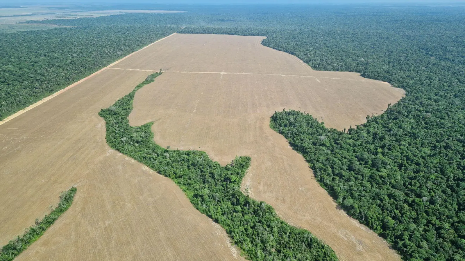 Immer wieder werden Bäume im Regenwald gerodet, um dort Felder anzulegen. Zuletzt ist die Abholzung jedoch zurückgegangen. (Archivbild) (Foto: Larissa Schwedes/dpa)