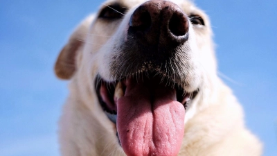 Zwei Hunde griffen am Mittwoch in Uehlfeld einen Fußgänger an. (Symbolbild: Martin Gerten/dpa/dpa-tmn)