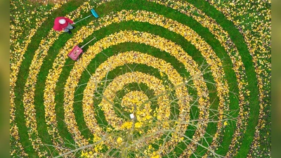 Herbstkunst im Garten: Ginkgo-Blätter in Spiralenform in einem Garten in Petersdorf (Foto: Patrick Pleul/dpa)