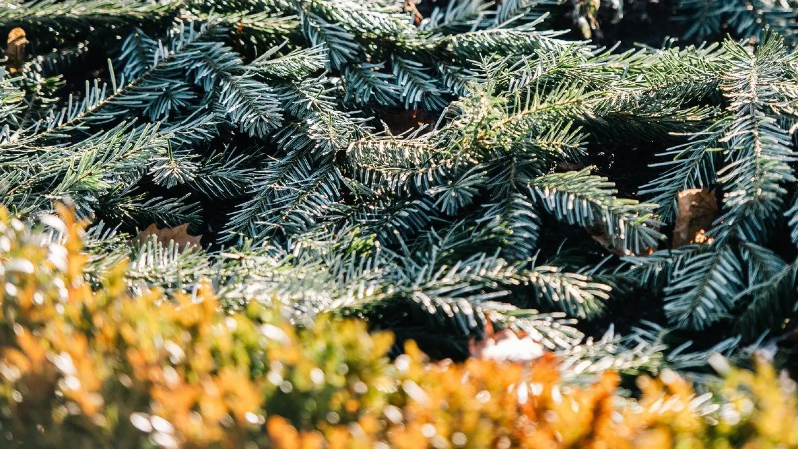 Empfindliche Pflanzen können im Winter mit Hilfe von Tannengrün vor Kälte und Wind geschützt werden. (Foto: Zacharie Scheurer/dpa-tmn)