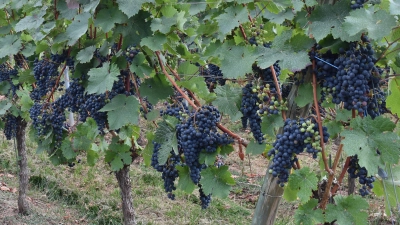 Der Ipsheimer Weinbauverein wünscht sich ein Konzept für die Bewässerung in den Weinbergen. (Archivbild: Ute Niephaus)