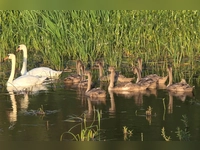 Familienausflug - gesehen bei Feuchtwangen (Foto: Walter Weihermann)