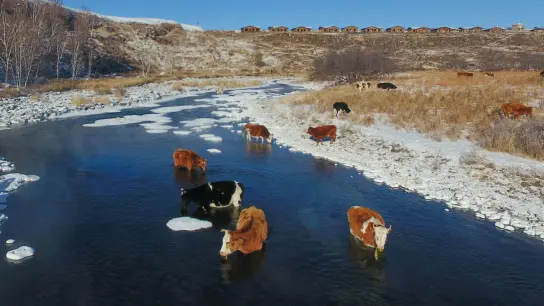 Kühe trinken Wasser aus dem Halha Fluss im Norden von China. (Foto: Zou Yu/XinHua/dpa)
