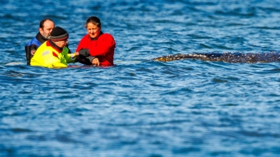 Einer von vielen Menschen direkt am Wal: Minister Backhaus fasst das geschwächte Tier an. (Foto: Jens Büttner/dpa)
