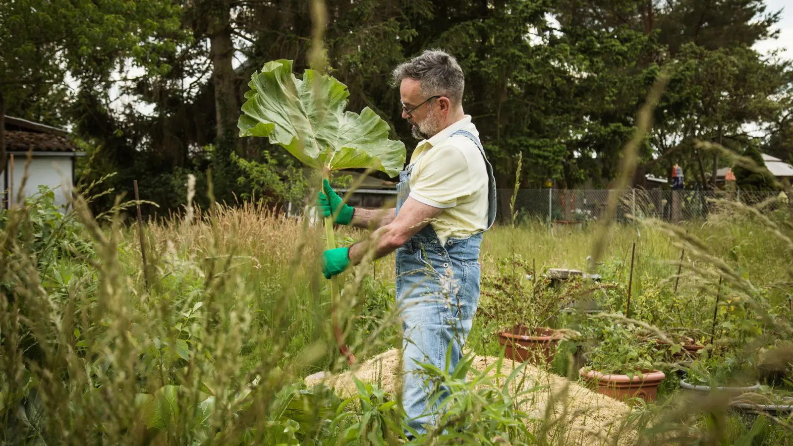 Große Rhabarberblätter decken als Mulchschicht den Boden hervorragend ab - sind aber auch ein gutes Schneckenversteck. (Foto: Christin Klose/dpa-tmn)