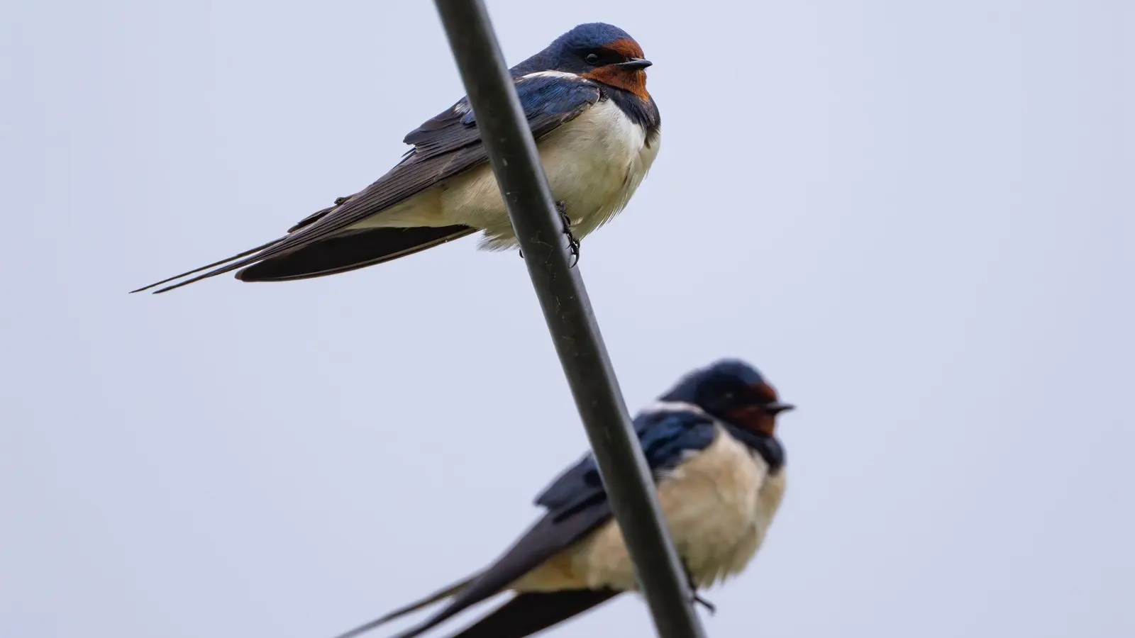 Dieser Sommer war für Schwalben in Bayern nicht ganz einfach. (Archivbild) (Foto: Patrick Pleul/dpa/ZB)