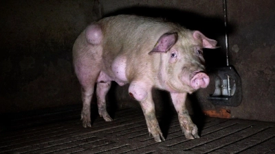 Die spanische Nichtregierungsorganisation Arge hat grausige Fotos aus einem Schweinemastbetrieb in der Provinz Teruel veröffentlicht und Anzeige gegen die Verantwortlichen erstattet. (Foto: -/NGO Arge/dpa)