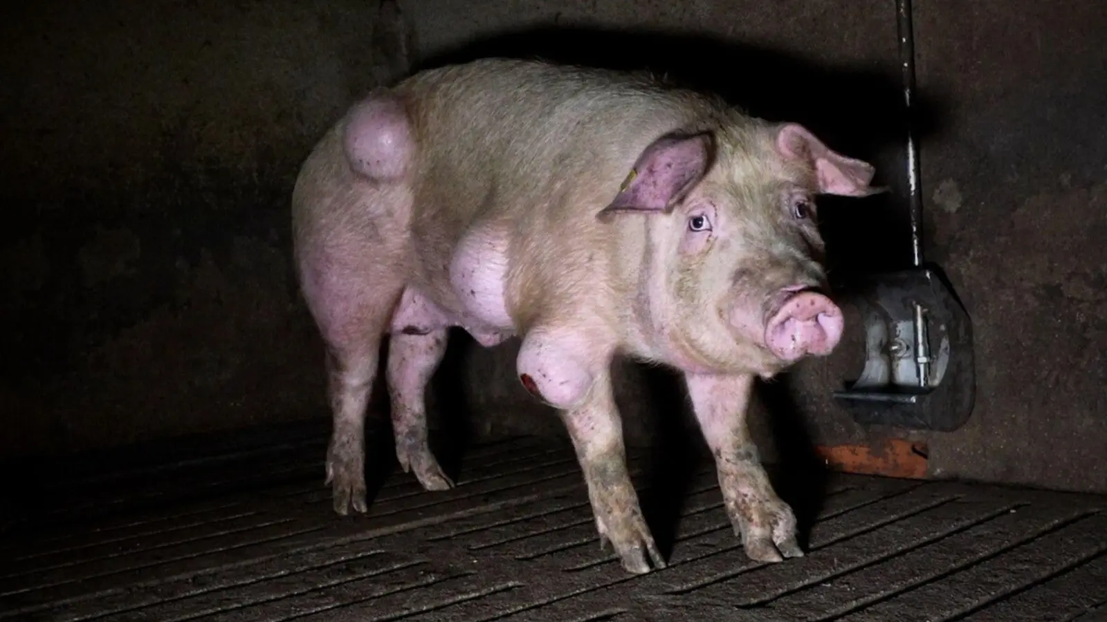 Die spanische Nichtregierungsorganisation Arge hat grausige Fotos aus einem Schweinemastbetrieb in der Provinz Teruel veröffentlicht und Anzeige gegen die Verantwortlichen erstattet. (Foto: -/NGO Arge/dpa)