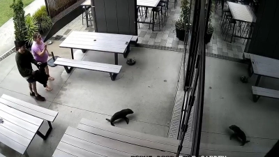 Das niedliche Robbenbaby watschelte plötzlich durch die Vordertür ins Pub. (Foto: Uncredited/Sprig + Fern The Meadows/AP/dpa)