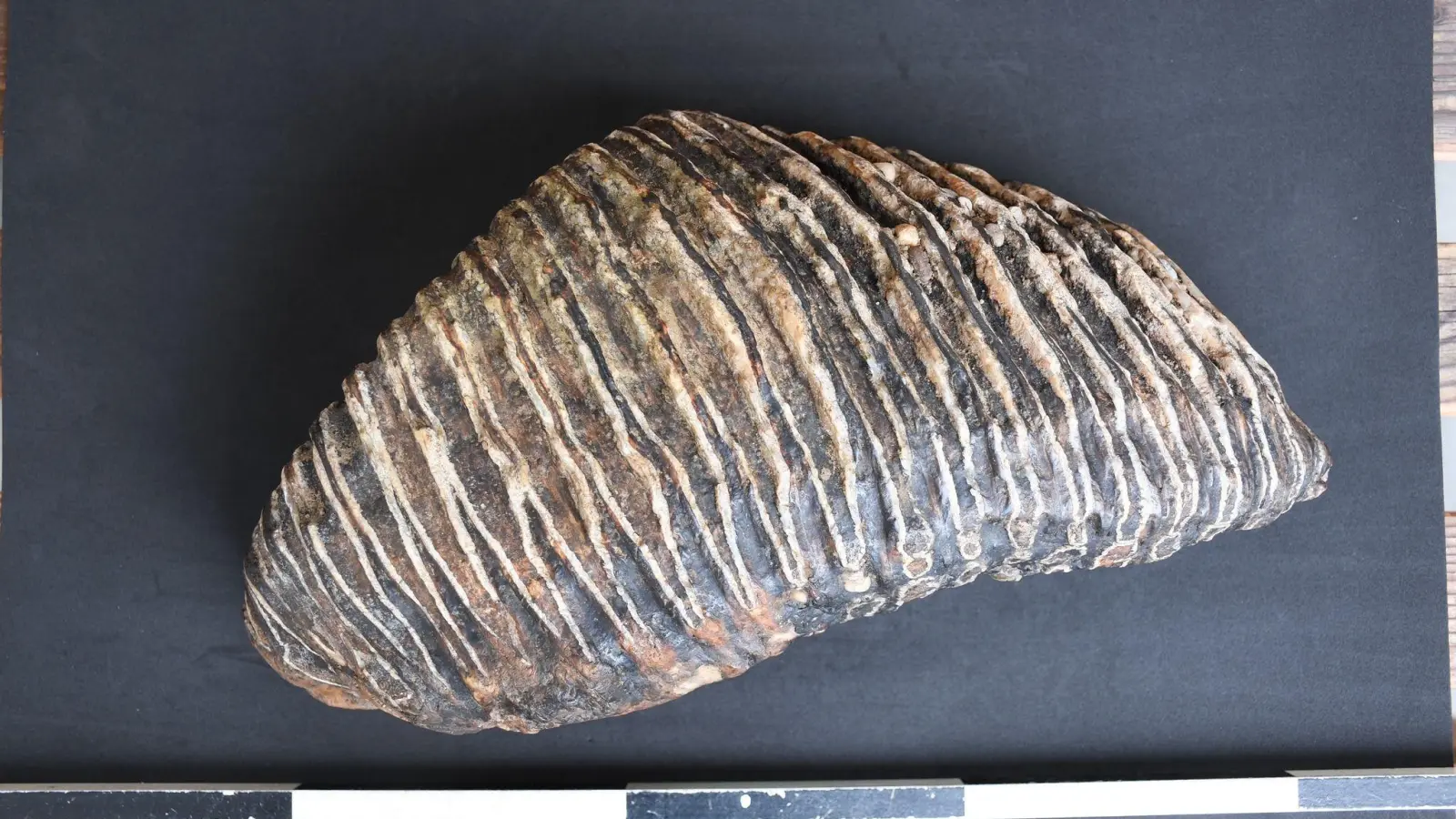 Düsseldorfer findet Backenzahn eines Mammuts am Rheinufer (Foto: Arndt Lennartz / LVR/dpa)