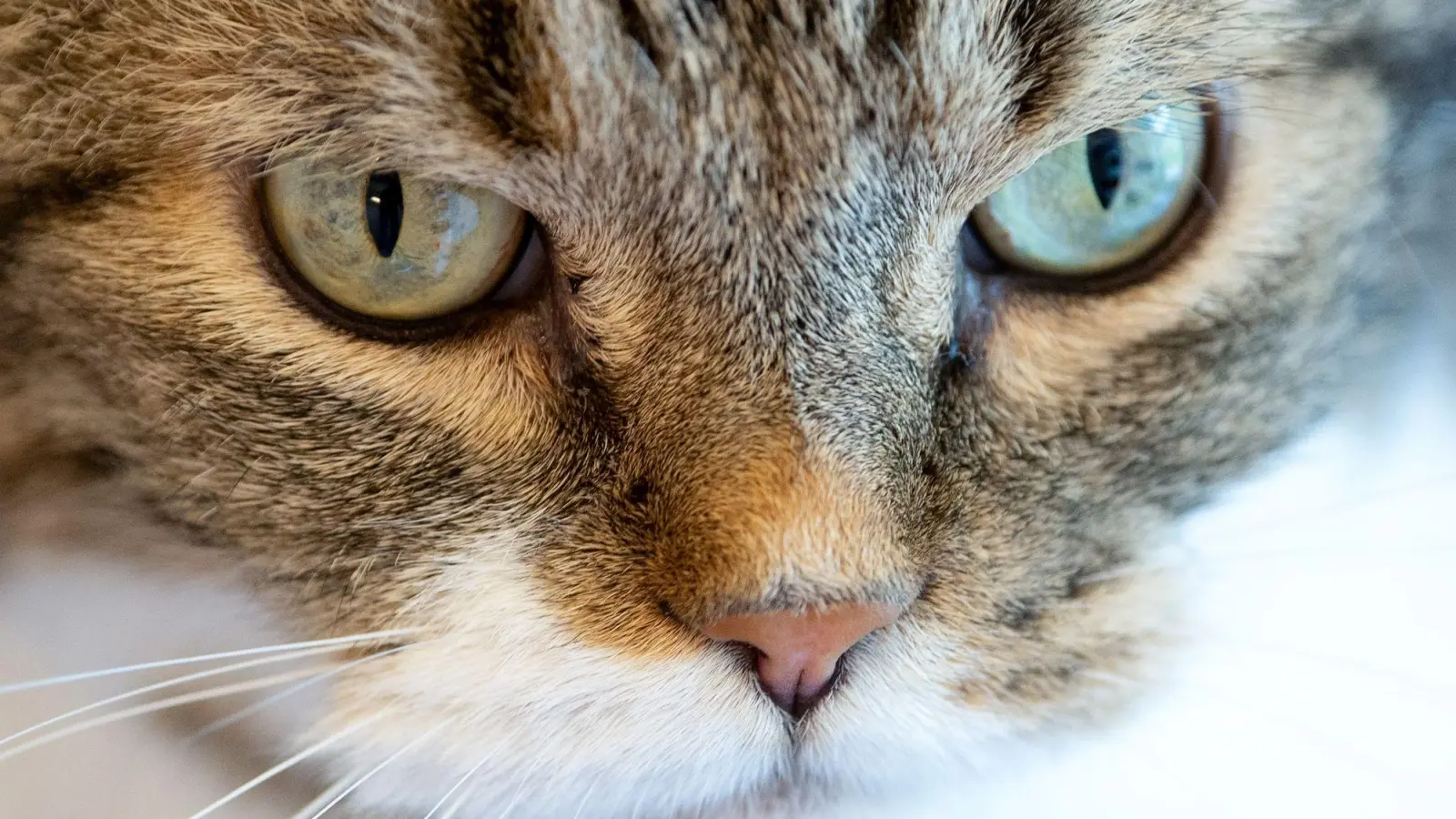 Weil so viele Katzen in Tierheimen landen, verlangen Tierschützer eine Kastrationspflicht. (Symbolbild) (Foto: Sven Hoppe/dpa)